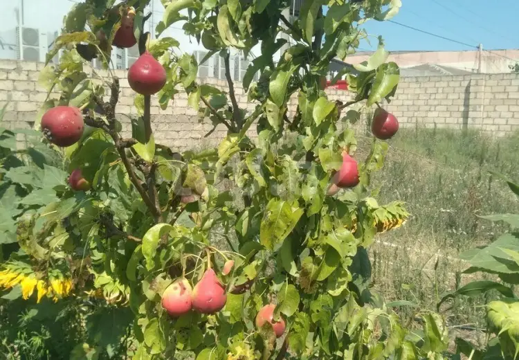 0 m² Obyekt / Ofis , Bakı