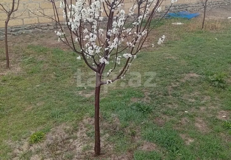 3 otaqlı mənzil , Gəncə
