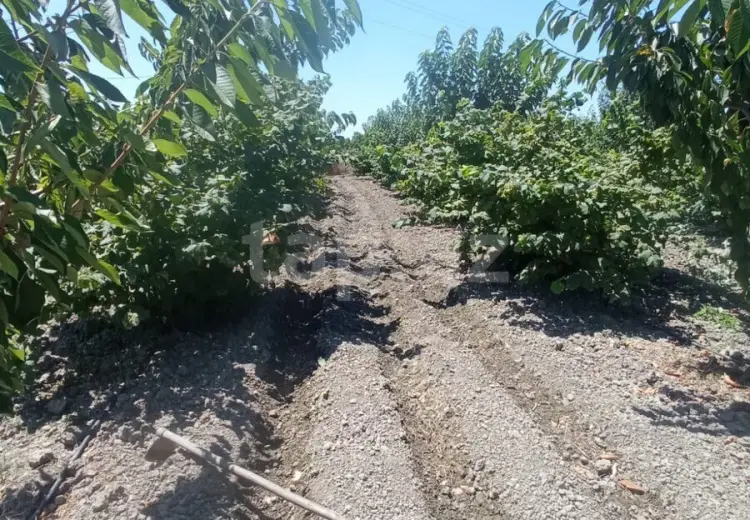 5 otaqlı mənzil , Xaçmaz