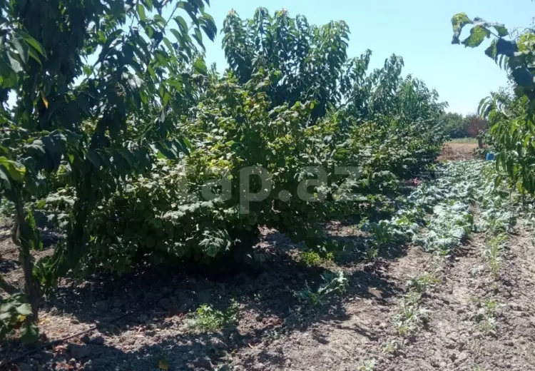 5 otaqlı mənzil , Xaçmaz
