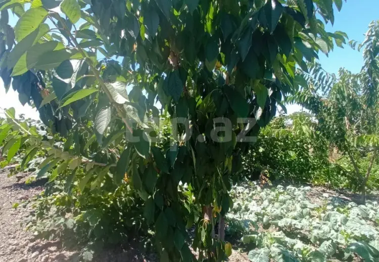 5 otaqlı mənzil , Xaçmaz