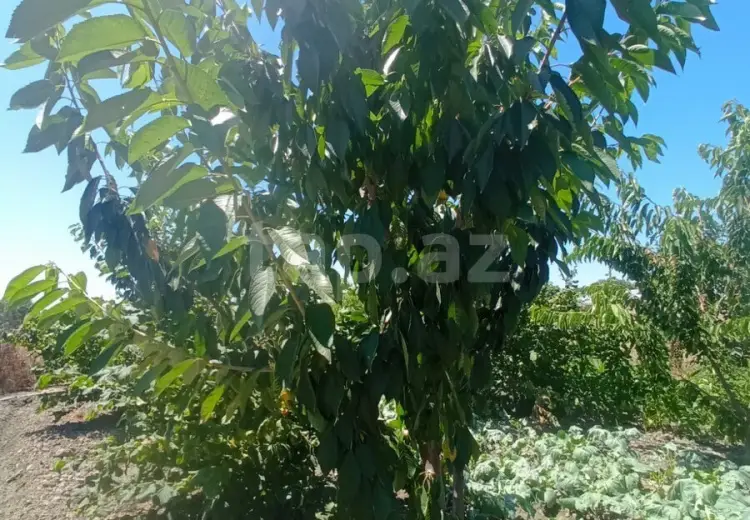 5 otaqlı mənzil , Xaçmaz