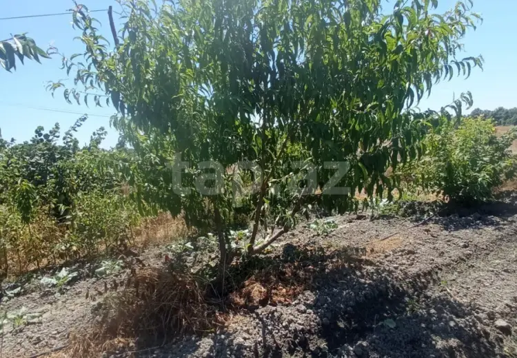 5 otaqlı mənzil , Xaçmaz