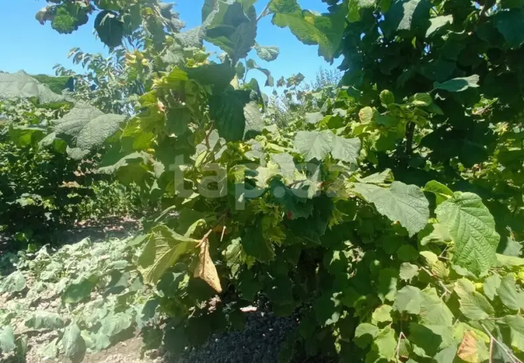 5 otaqlı mənzil , Xaçmaz