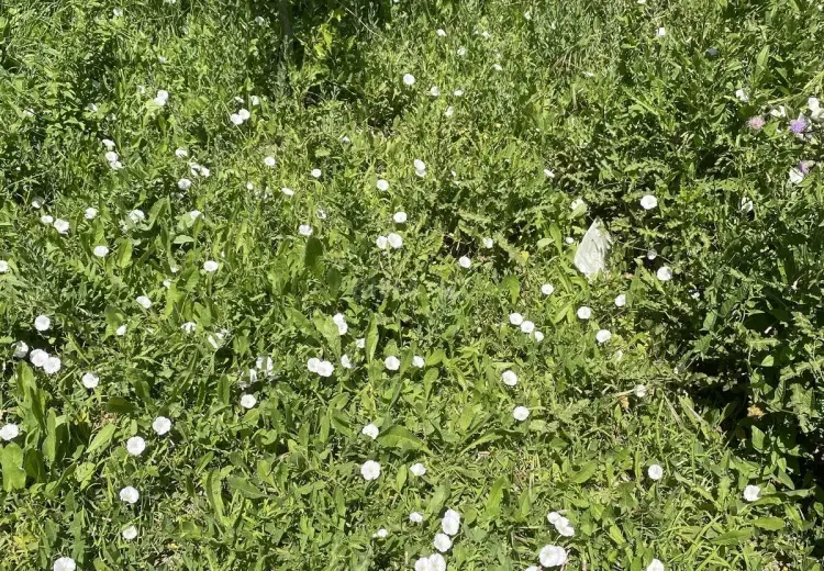12 sot Torpaq Satılır, Masazır, Abşeron