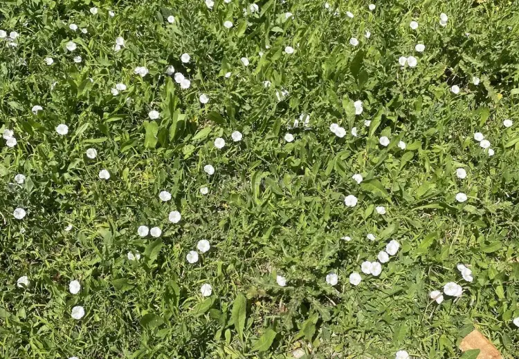 12 sot Torpaq Satılır, Masazır, Abşeron