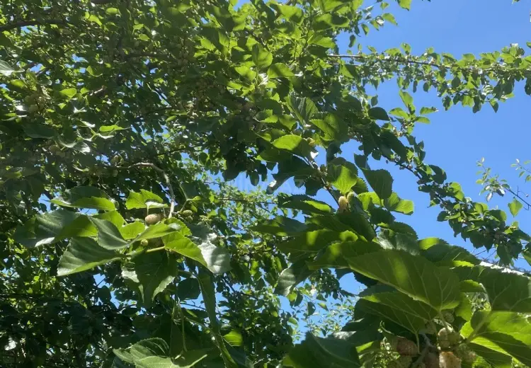 12 sot Torpaq Satılır, Masazır, Abşeron
