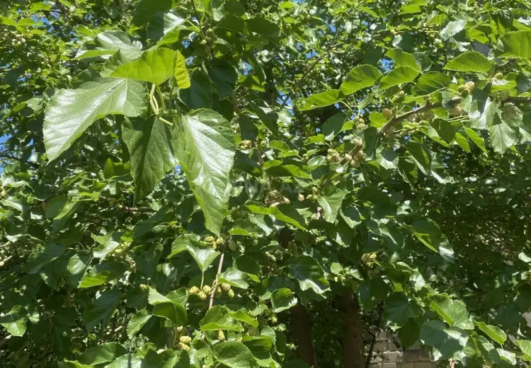 12 sot Torpaq Satılır, Masazır, Abşeron