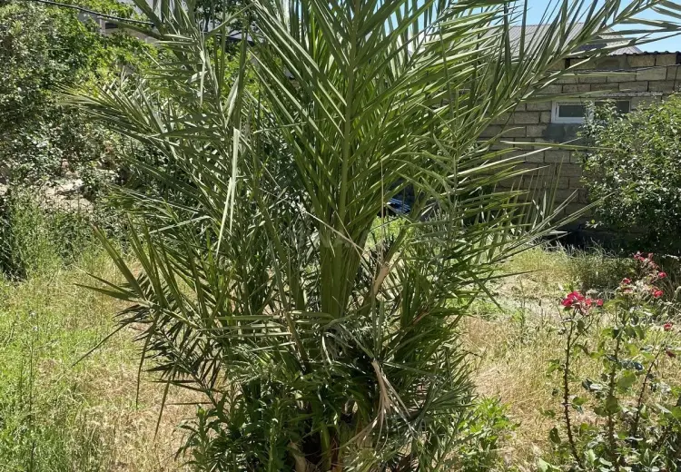 12 sot Torpaq Satılır, Masazır, Abşeron
