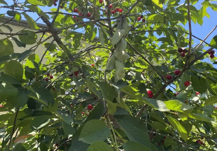 12 sot Torpaq Satılır, Masazır, Abşeron