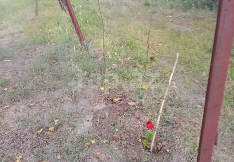 0 m² Obyekt / Ofis , Mingəçevir