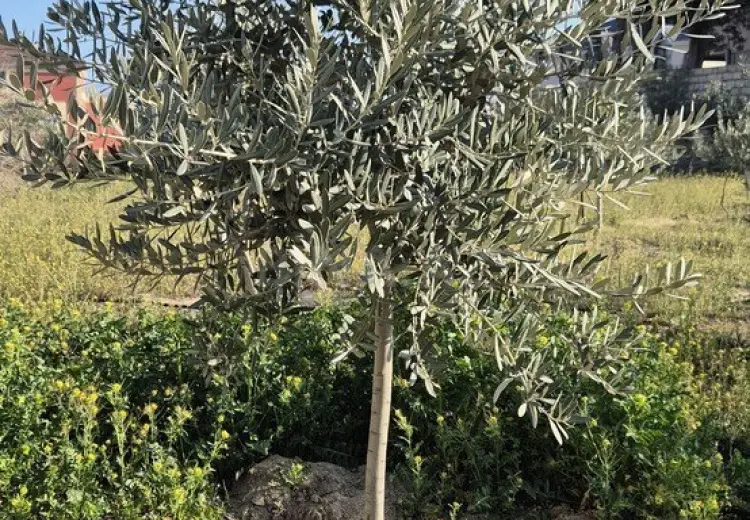 45.6 sot Torpaq Satılır, Novxanı, Abşeron