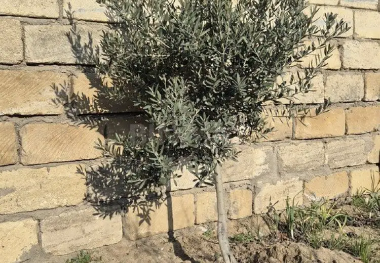 45.6 sot Torpaq Satılır, Novxanı, Abşeron