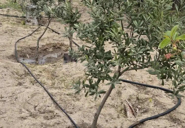 45.6 sot Torpaq Satılır, Novxanı, Abşeron