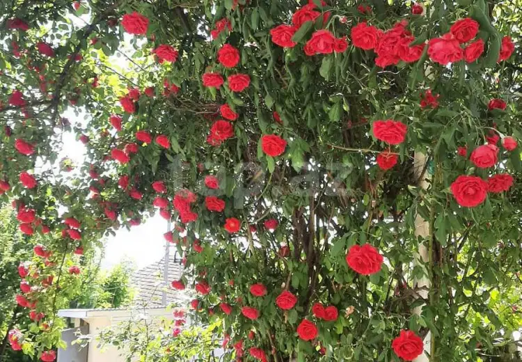4 otaqlı mənzil , Şəki
