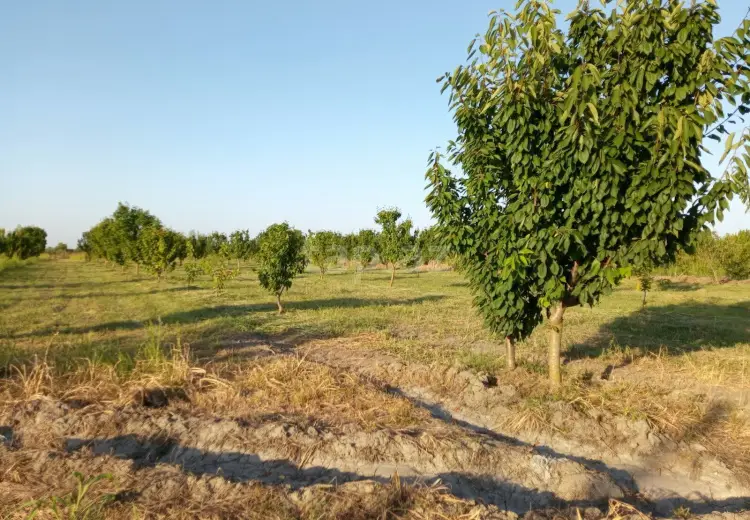 0 m² Obyekt / Ofis , Xaçmaz