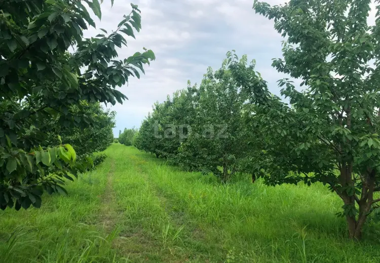 0 m² Obyekt / Ofis , Xaçmaz