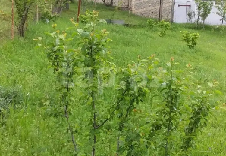0 m² Obyekt / Ofis , Xızı