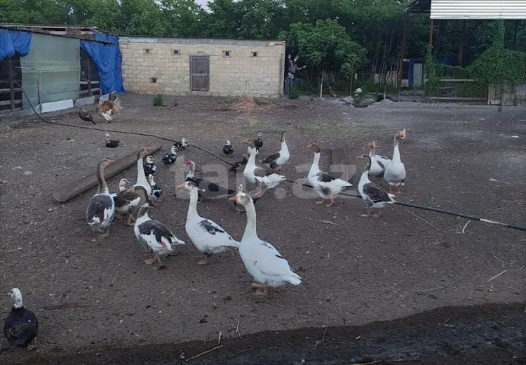 3 otaqlı mənzil , Ucar