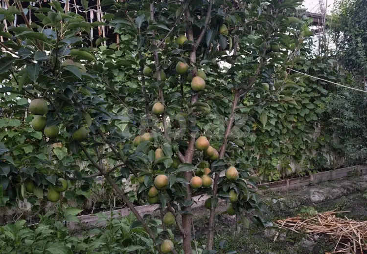 3 otaqlı mənzil , Ucar