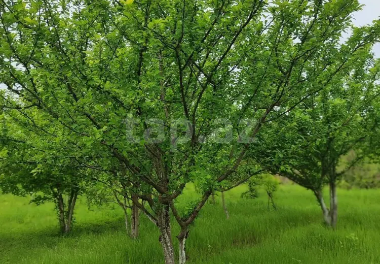 3 otaqlı mənzil , Ucar
