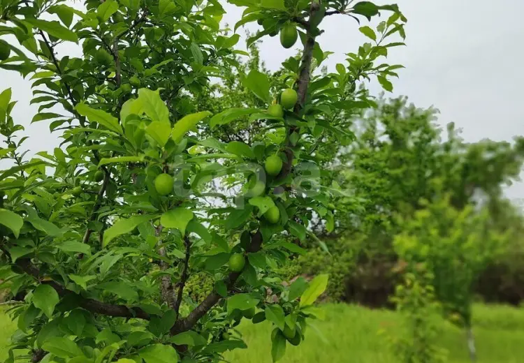 3 otaqlı mənzil , Ucar