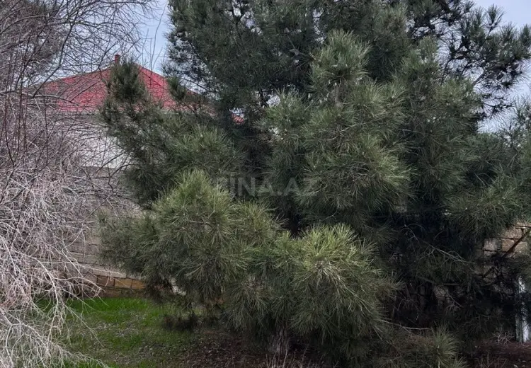 12 sot Torpaq Satılır, Abşeron