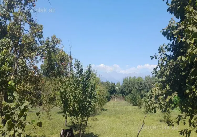 98 sot Torpaq Satılır, Qəbələ