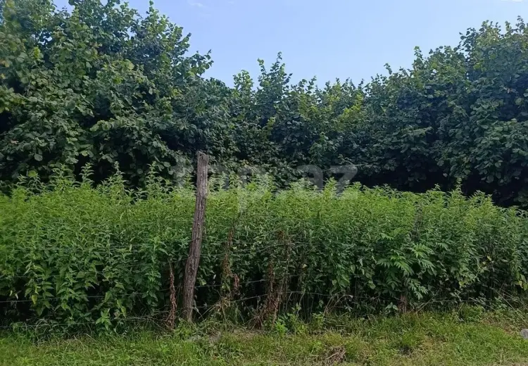 0 m² Obyekt / Ofis , Zaqatala
