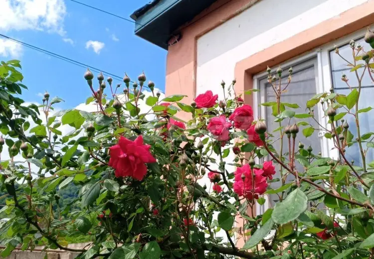 2 otaqlı mənzil Kirayə (günlük), Lerik