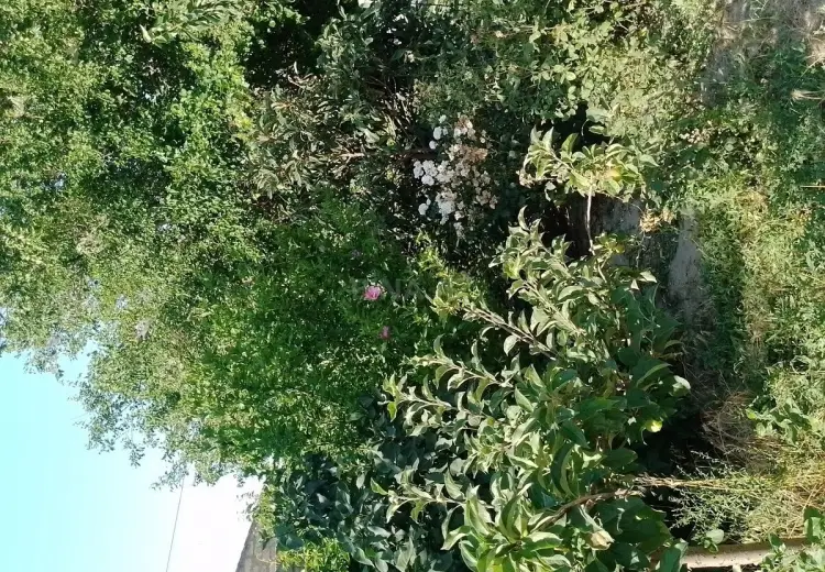 16 sot Torpaq Satılır, Məştağa qəs., Sabunçu, Bakı
