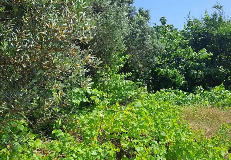 4 sot Torpaq Satılır, Goradil, Abşeron