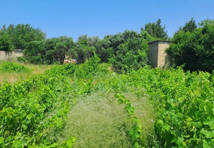 4 sot Torpaq Satılır, Goradil, Abşeron