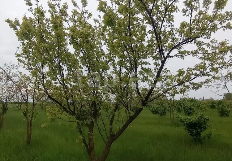 0 m² Obyekt / Ofis , Xaçmaz