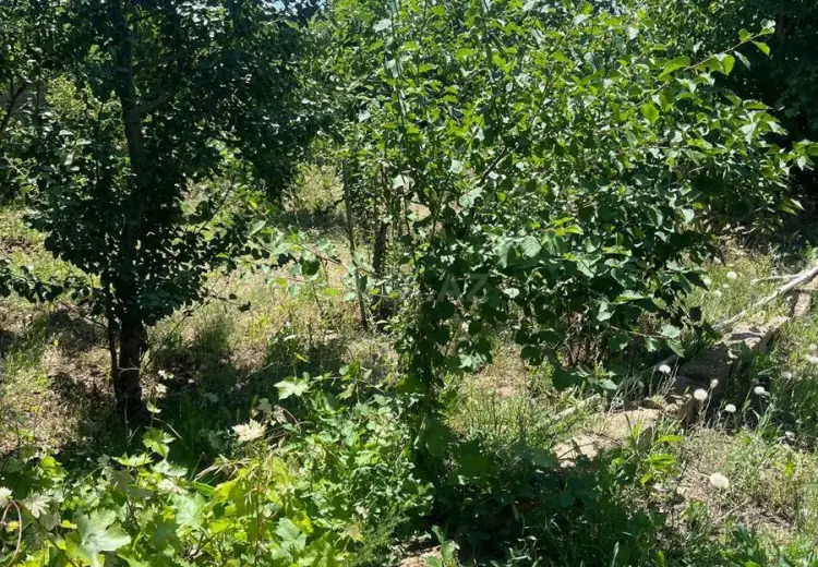 30 sot Torpaq Satılır, Zirə, Xəzər, Bakı