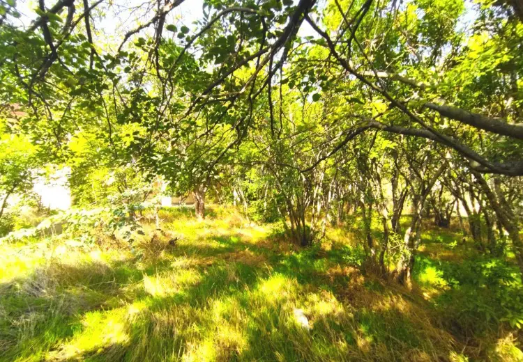 5 sot Torpaq Satılır, Bilgəh qəs., Sabunçu, Bakı