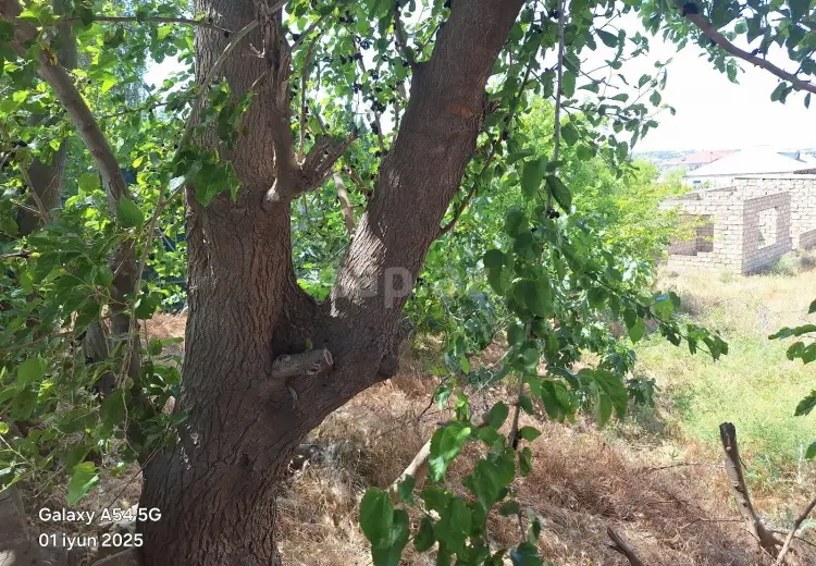 0 m² Obyekt / Ofis , Nardaran qəs., Sabunçu, Bakı
