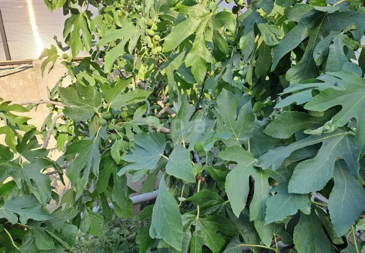 4 otaqlı mənzil , Sumqayıt