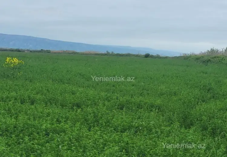 260 sot Torpaq Satılır, Göyçay
