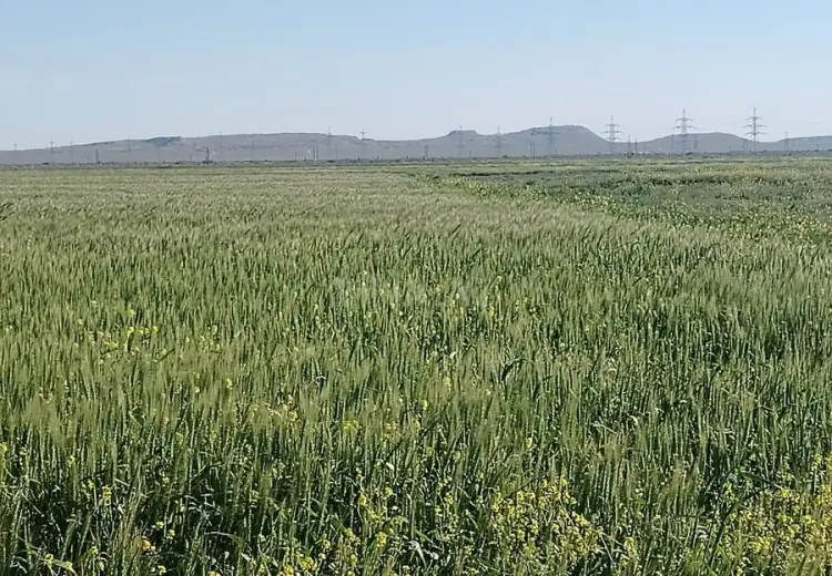 1000 sot Torpaq Satılır, Ələt qəs., Qaradağ, Bakı