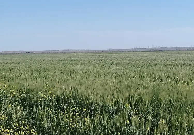 1000 sot Torpaq Satılır, Ələt qəs., Qaradağ, Bakı