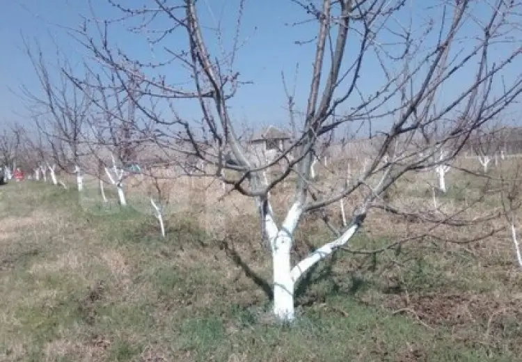 0 m² Obyekt / Ofis , Xaçmaz