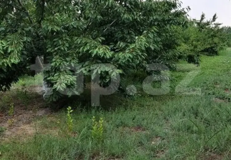 0 m² Obyekt / Ofis , Xaçmaz