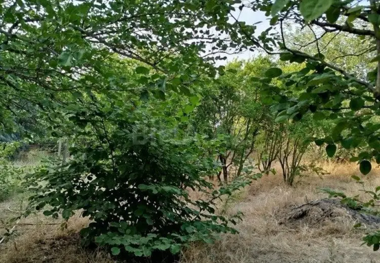 10 sot Torpaq Satılır, Novxanı, Abşeron
