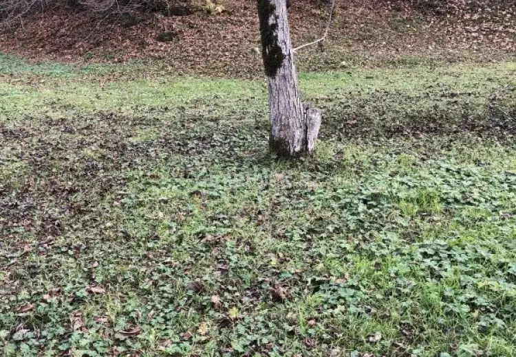 12 sot Torpaq Satılır, Qəbələ