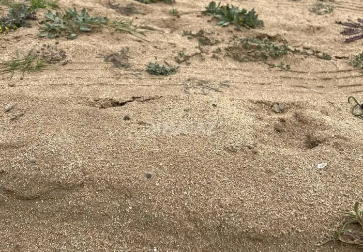 4.3 sot Torpaq Satılır, Sabunçu, Bakı