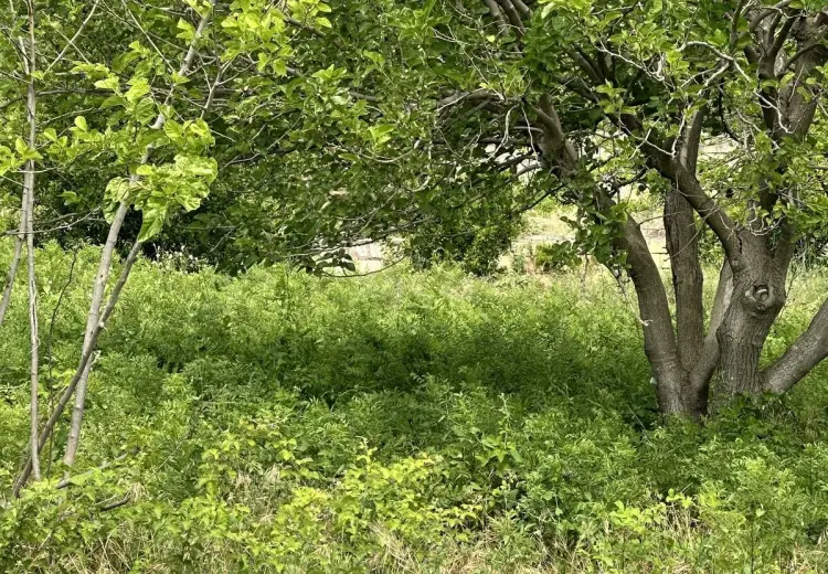 3 sot Torpaq Satılır, Novxanı, Abşeron