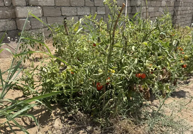 12 sot Torpaq Satılır, Türkan, Xəzər, Bakı