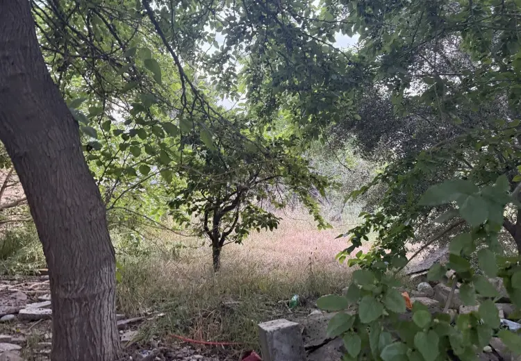 15.9 sot Torpaq Satılır, Masazır, Abşeron