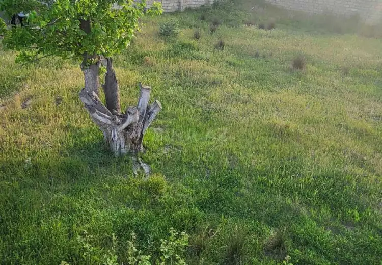 10 sot Torpaq Satılır, Masazır, Abşeron